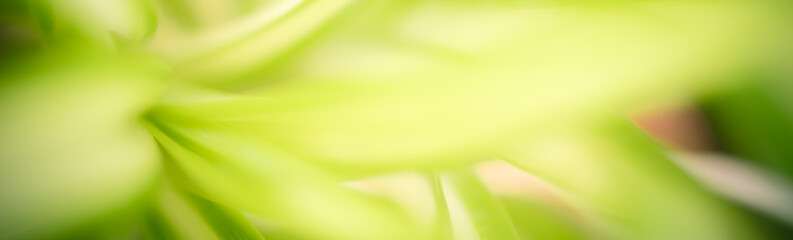 Abstract background nature view of green leaf with copy space using as background natural green plants landscape, ecology, fresh wallpaper concept.
