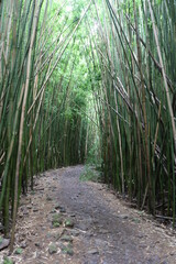 path in bamboo forest