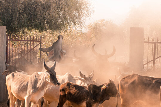 Herd of Cows