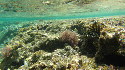 Naklejka na ściany i meble Morze Czerwone, ryby, koralowce, nurkowanie, płaszczka, meduza, wakacje, woda słońce, moczarki
