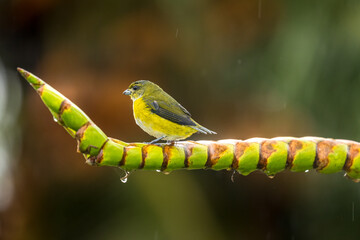 Yellow-throated Euphonia (Euphonia hirundinacea), female perched on a branch in the forest in the Arenal volcano area, Costa Rica