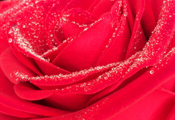 Small drops of dew on the red petals of a blooming rose.