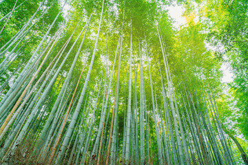 The bamboo forest in kyoto, japan with high resolution files.