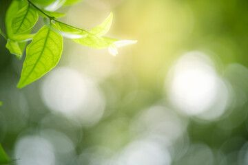 Concept nature view of green leaf on blurred greenery background in garden and sunlight with copy space using as background natural green plants landscape, ecology, fresh wallpaper.