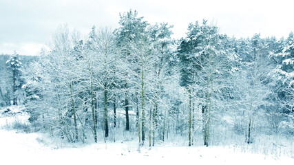 Aerial view from drone on blue snowy forest in winter