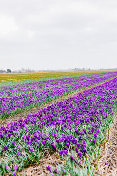 Landscape of purple crocuses and yellow narcissus.