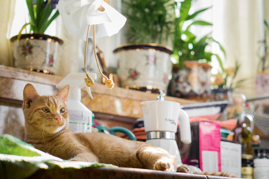Little ginger cat chilling on the kitchen countertop