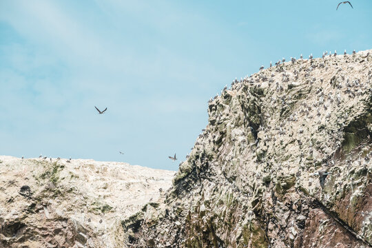 Birds on guano covered rocks, Islas Ballestas, Paracas,Peru