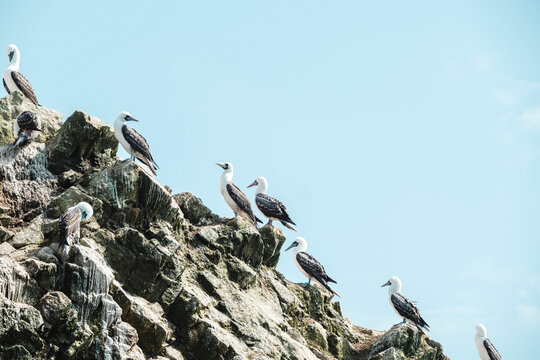 Close up of booby birds on rock, Islas Ballestas, Paracas, Peru