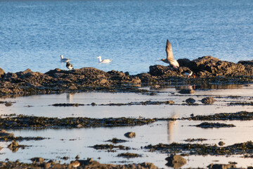 Eurasian Curlew (Numenius arquata), Whiteabbey, Belfast, Northern Ireland, UK