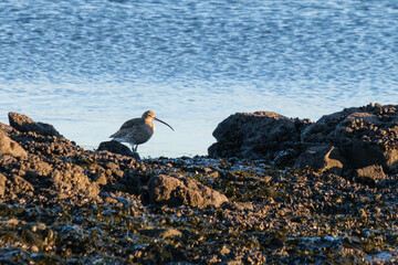 Eurasian Curlew (Numenius arquata), Whiteabbey, Belfast, Northern Ireland, UK