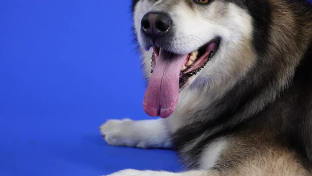 Alaskan Malamute lies in the studio on a blue background. Camera movement from the dog's paws to its face. The pet stuck out its tongue and licks its lips. Slow motion.