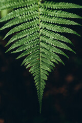 fern leaf close up