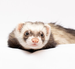 Ferret in full growth lies isolated on white background