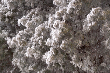 Frosted branch of the thuja tree in the city park