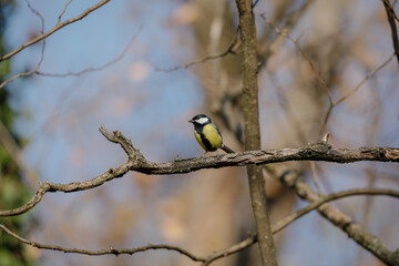 spotted woodpecker