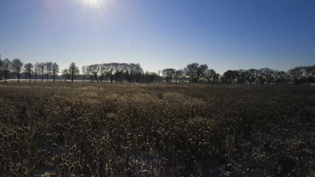 Drone flying low over diry reed field in winter towards sun on clear cold day