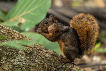 Red Squirrel in Cahuita National Park, Costa Rica