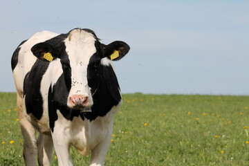 Mucche sulle montagne alpine