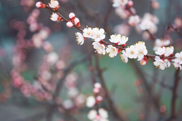 Branches of flowering fruit trees. Spring bloom in the garden