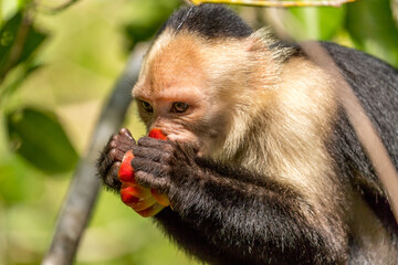 white-faced capuchin monkey eating a fruit in Cahuita National Park, Costa Rica