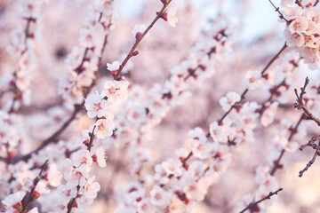 Branches of flowering fruit trees. Spring bloom in the garden