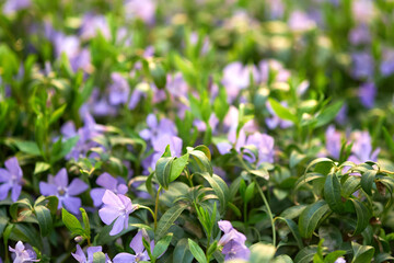 Wild spring flowers, small periwinkle (vinca minor)