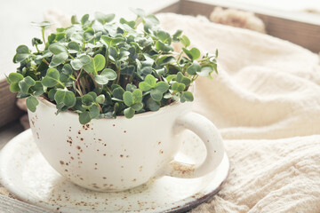 Fresh organic microgreens in a white ceramic cup. Healthy and vegan food