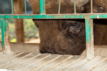 European bison (Bison bonasus), also known as the wisent. Muzzle of an animal at close range. Bull drinks water. © Piotr