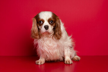 Cavalier King Spaniel is sitting on the red  background