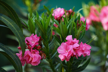 Obraz premium Blooming Pink Oleander flowers (Oleander Nerium)on a blurred background.