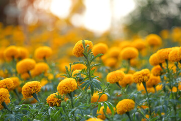 Beautiful marigold flowers in the garden.