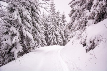 road and snow covered trees in winter