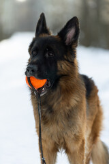 Portrait of a German Shepherd who holds an orange ball in his teeth