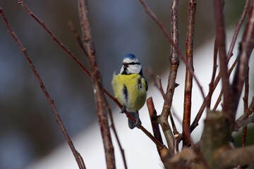 die kleine blaumeise sitzt im baum und singt ein lied