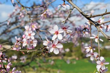 Almond or cherry tree blossoming at the beginning of spring. Flowers and buds.