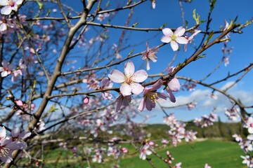 Almond or cherry tree blossoming at the beginning of spring. Flowers and buds. Water drops.