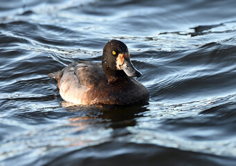 The lesser scaup (Aythya affinis)  in a lake in Newfoundland , Canada