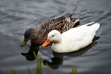  White Pekin duck and a American black duck (Anas rubripes) .