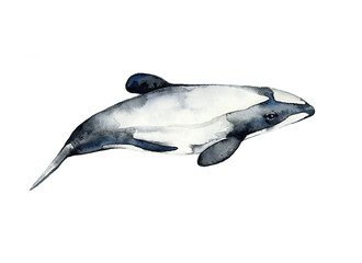 Hector's dolphin is a species of dolphin found only in the waters off the coast of New Zealand. - 413858069