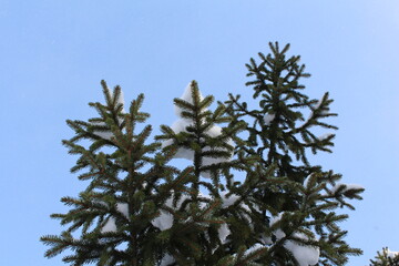 branches of a tree