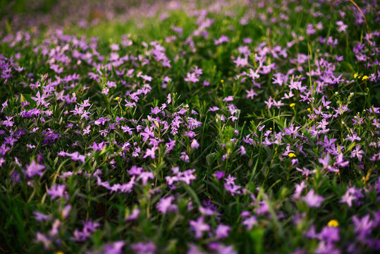 Little pink flowers background