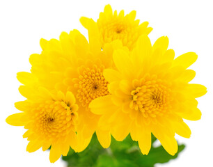 Five yellow flowers.