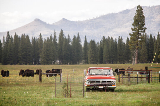 A classic car on a field surrounded by pines and a herd of buffalos