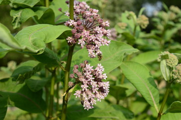 Closeup Asclepias syriaca known as common milkweed with blurred background in garden