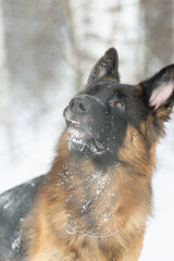 winter portrait of a German Shepherd close-up
