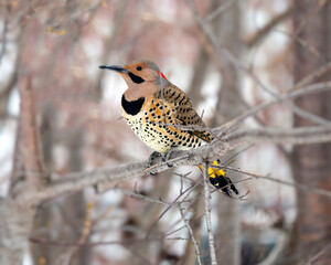 A Northern flicker in the Winter