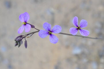 flowers in the forest