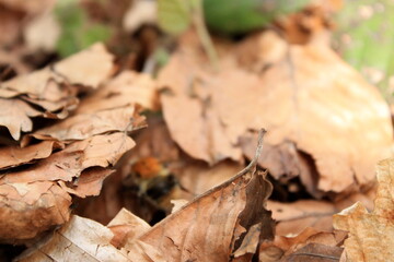 Foglie secche d'autunno