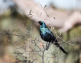 Shiny long-tailed starling sits on a branch of a prickly shrub